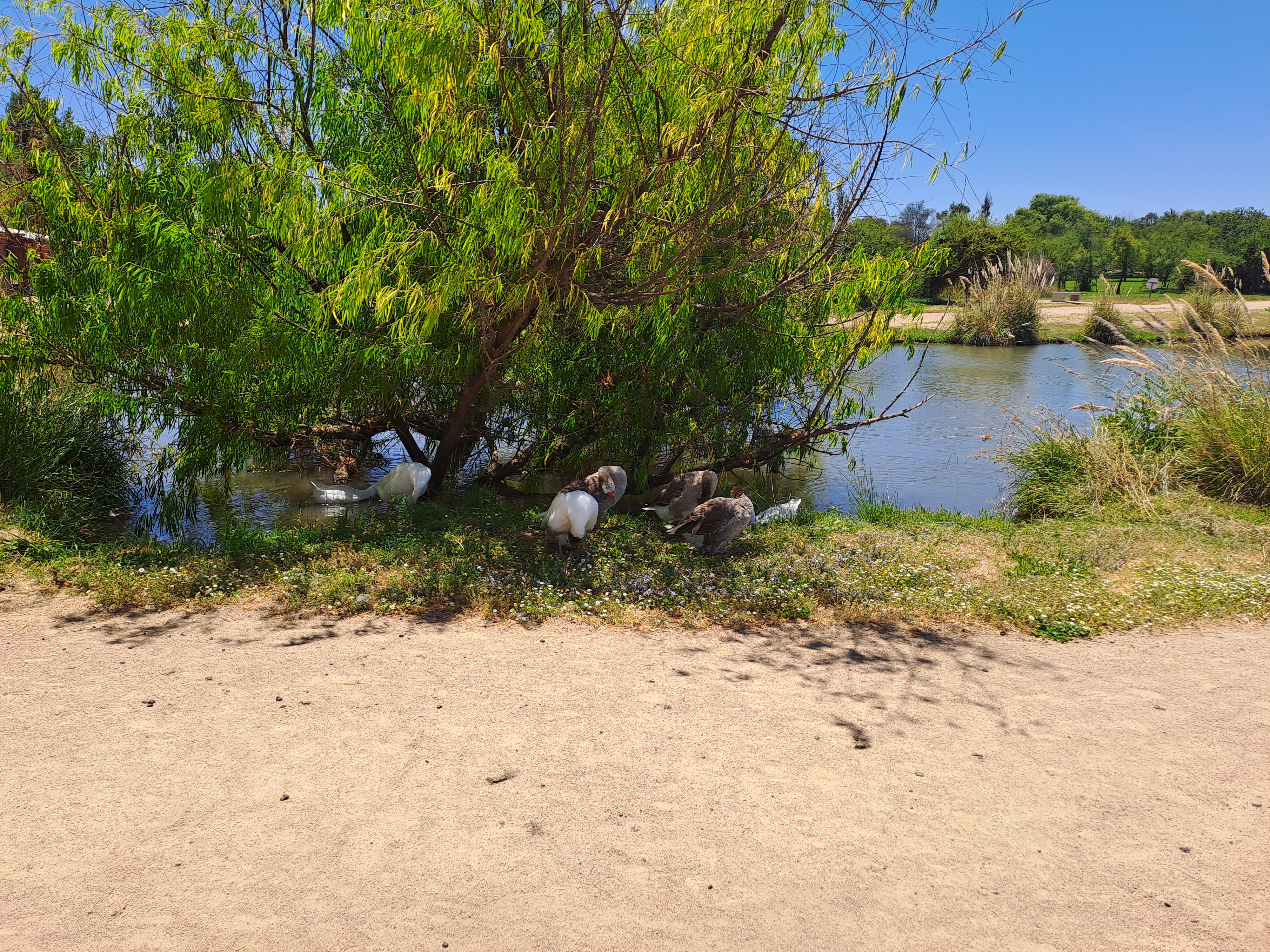 fotografía de las aves que habitan en el lago del parque